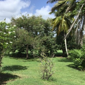 villadusimon martinique 05.jpg